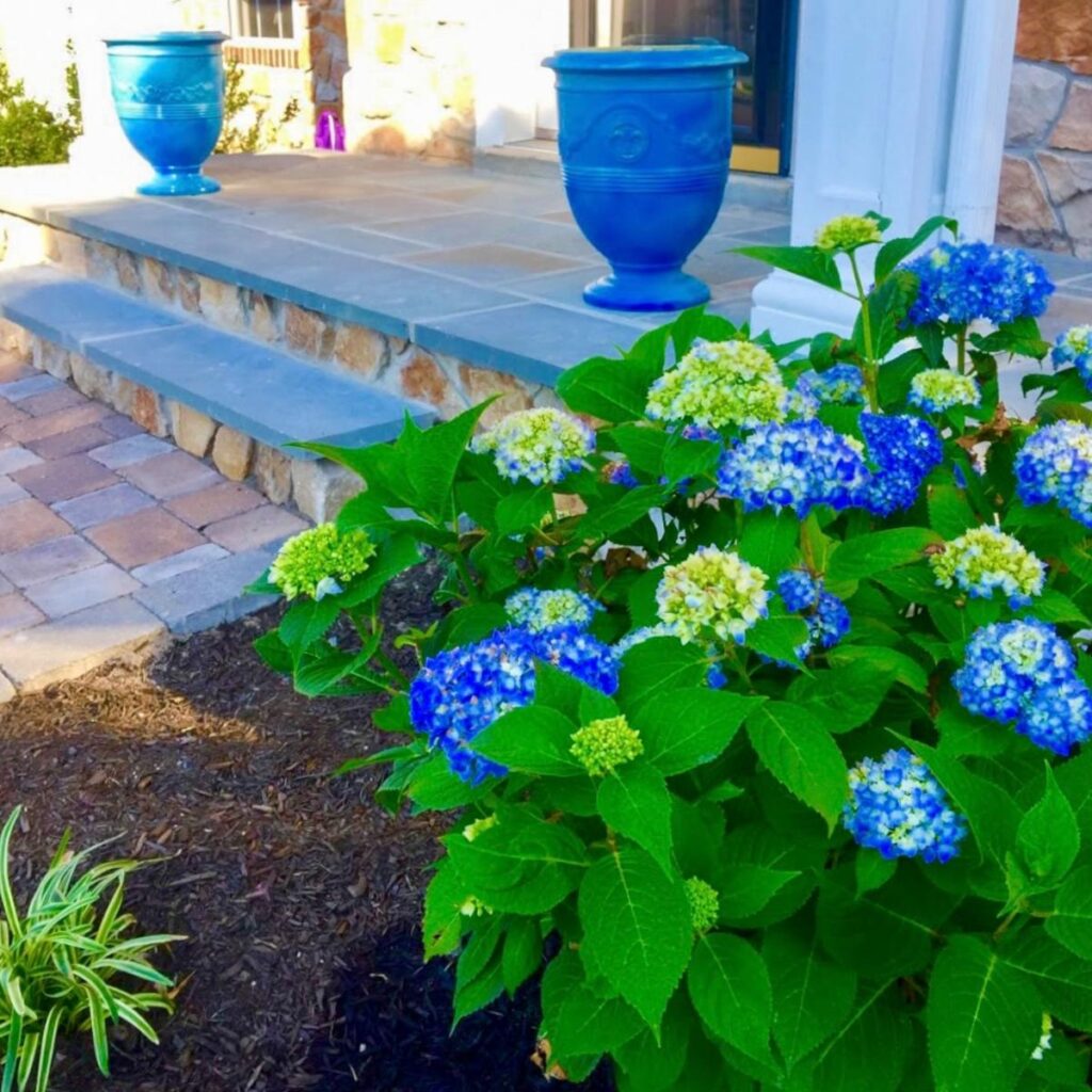 Flower Ideas for a Blue House - iScape Tips