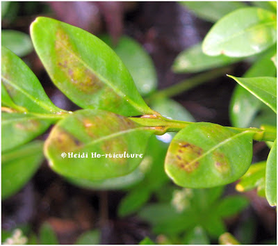 Boxwoods