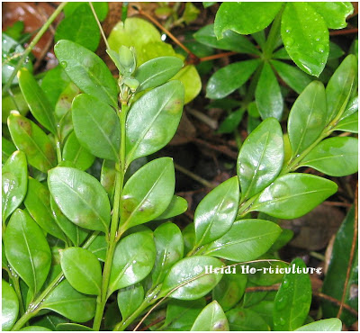 Boxwoods