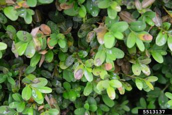 Boxwoods