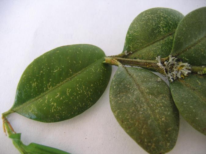 Boxwoods