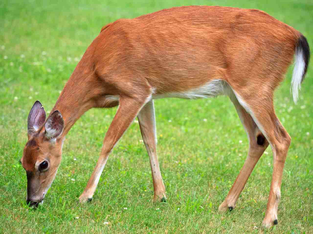 bucks county deer population bucks county deer foraging problem