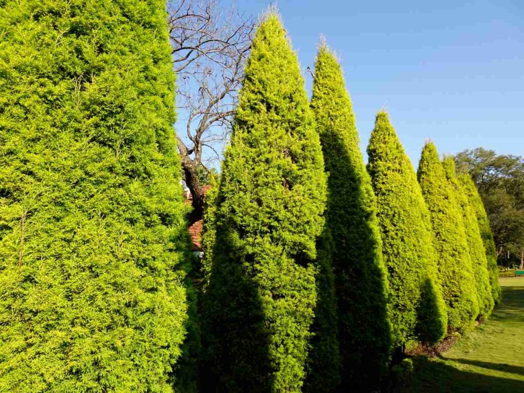 Bucks county green arborvitae
