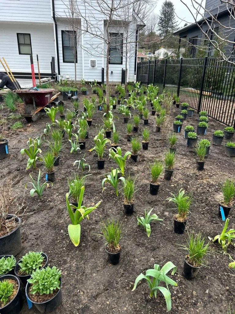 Ornamental grasses and perennials arranged for planting during a residential landscape installation.