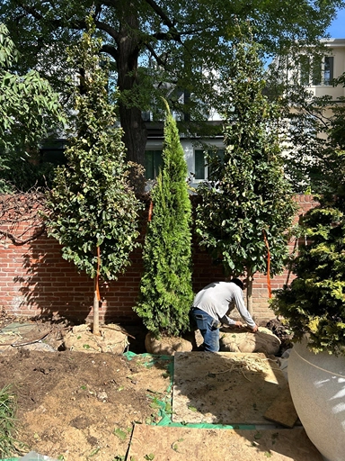 Society Hill courtyard tree installation in historic Philadelphia
